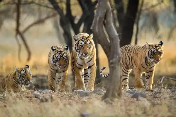 ranthambore-tiger-national-park-